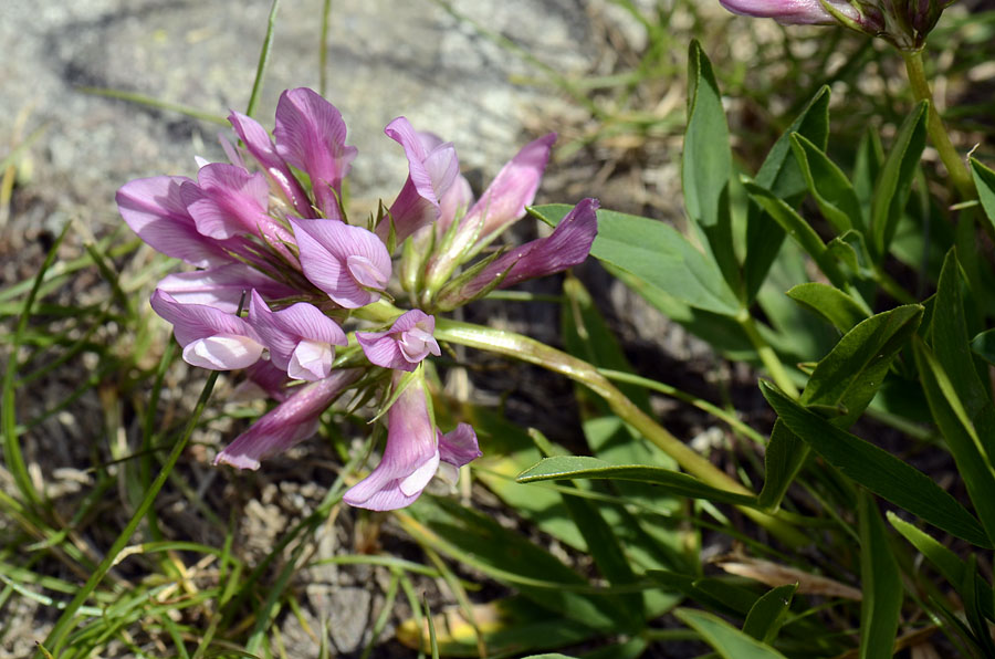 Trifolium alpinum / Trifoglio alpino